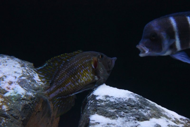 Gnathochromis permaxillaris 'Zambia'